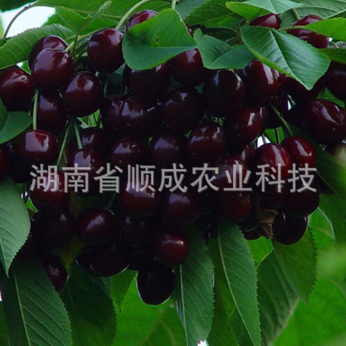 南方、進口黑櫻桃