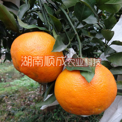 春見雜柑 又名春見、春見桔橙
